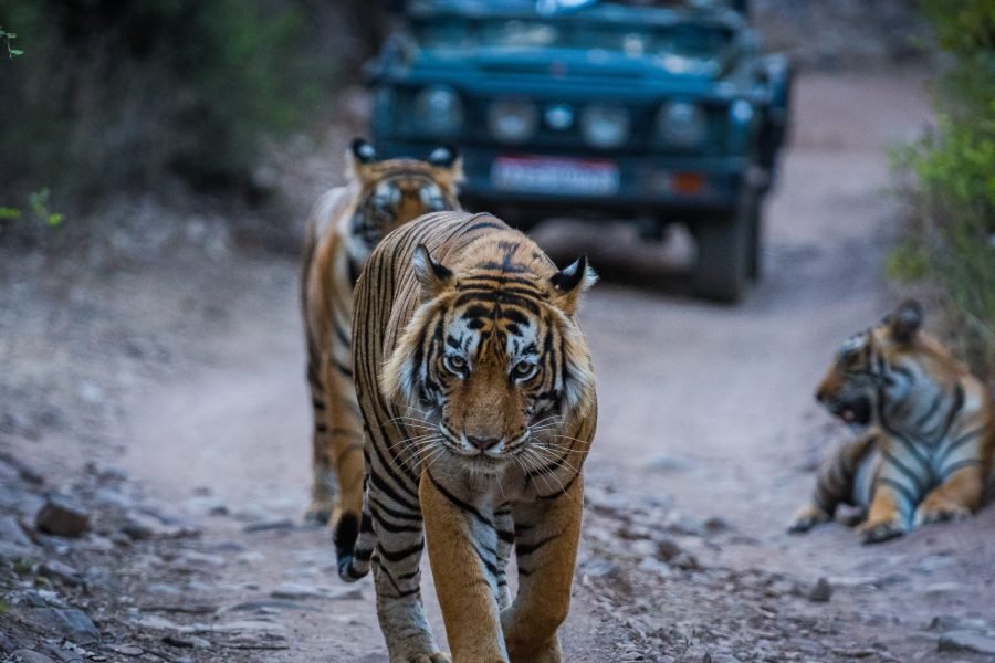 Jim Corbett Wilderness: Nature’s Retreat for Families