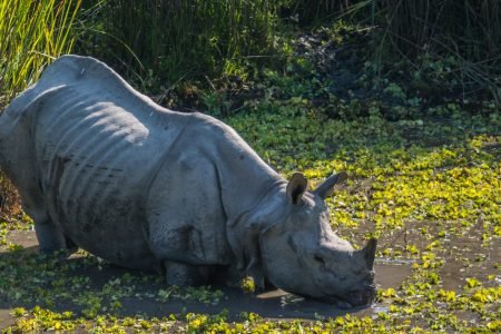 Kaziranga Safari: The Heart of the Wild