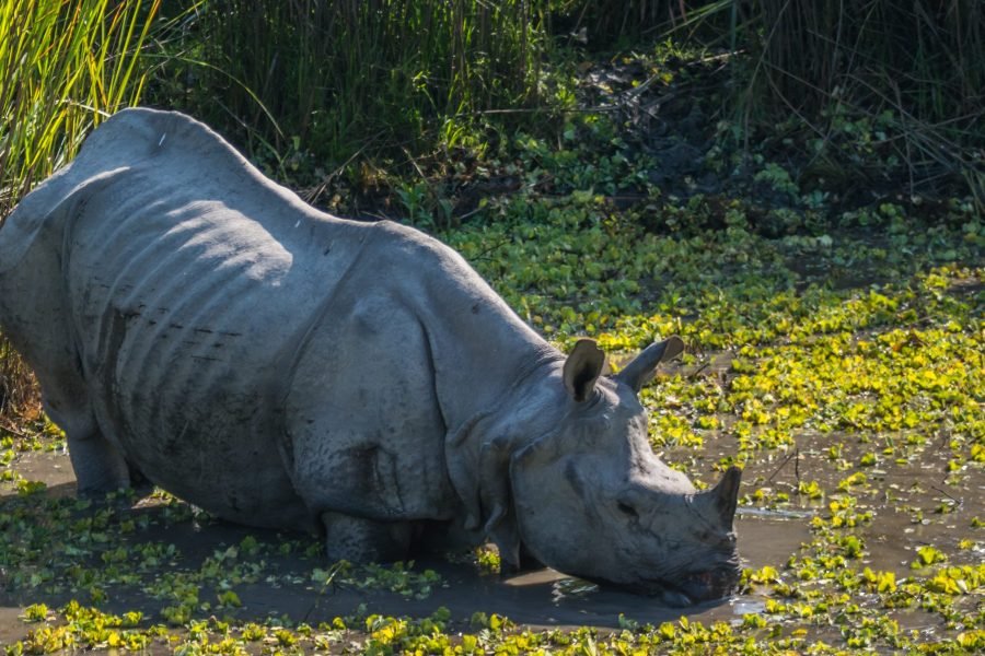 Kaziranga Safari: The Heart of the Wild